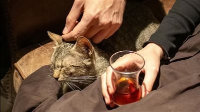 رواية نغم لو سمحتي يا أنسه لمي شعرك كاملة جميع الفصول بقلم روني