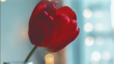 خطيبتي القديمة ماتت